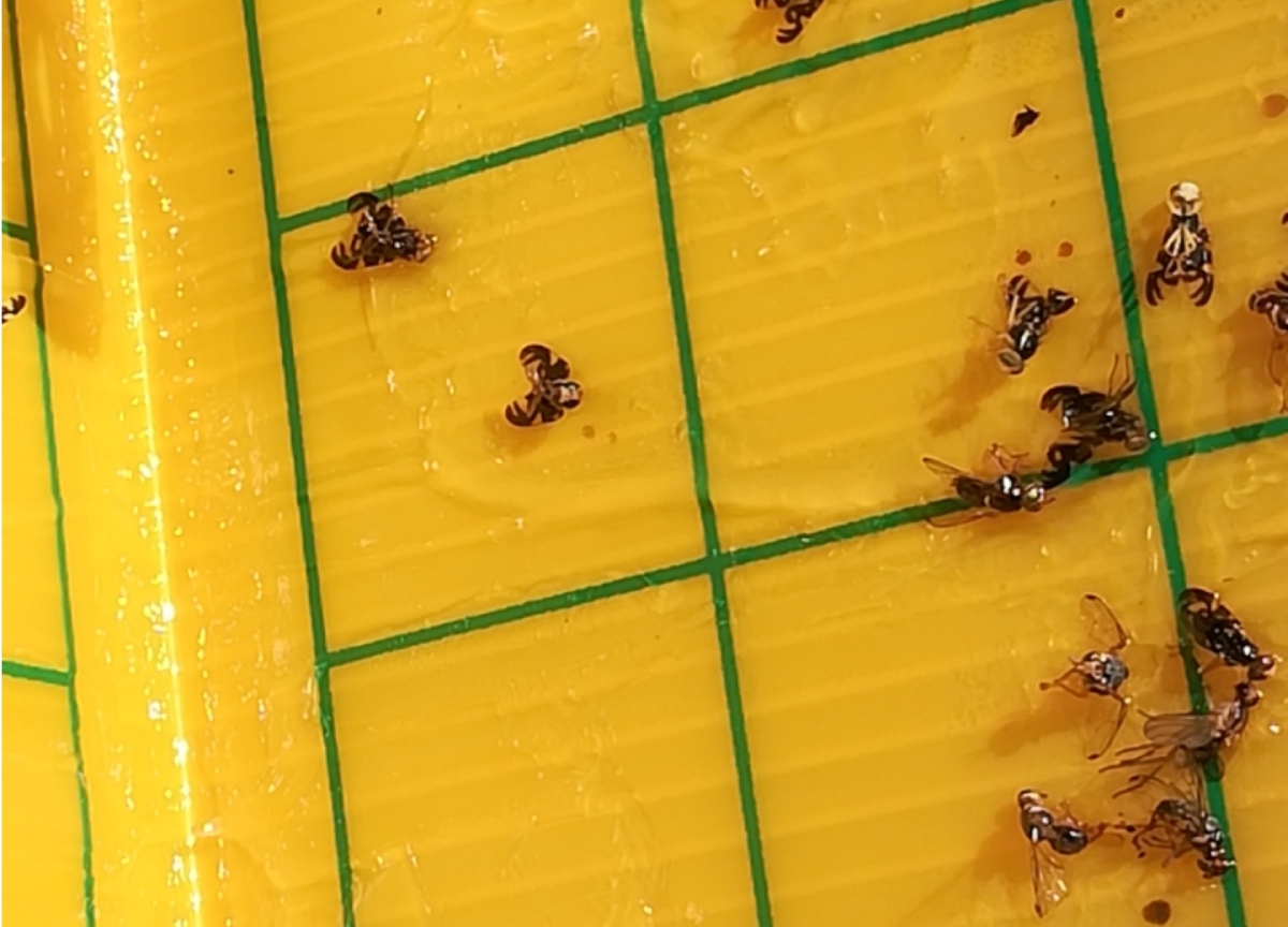 trappola gialla agn.jpg